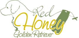 Red Honey Golden Retrievers