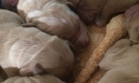 Sono nati i cuccioli di Eva & Tuscan “B-Hard litter”