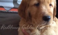 Cuccioli di Golden Retriever